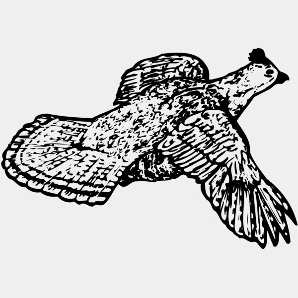 BIRD066 Thumbnail
